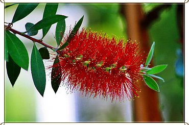 Egzotyk ! #kwiatek #palmiarnia #egzotyk