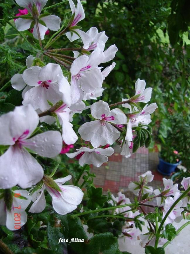 pelargonie ......