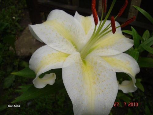 biała lilia .......