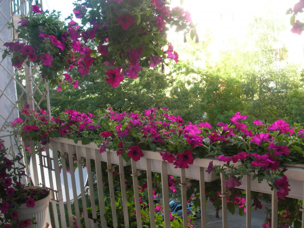 ładnie mi rosną #kwiaty #balkon #surfinie