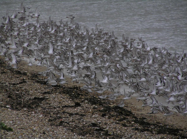 Southend-On Sea 15 litospada 2008 #WilekaBrytania #plaze #morze #ujscie #jesien #Suthend