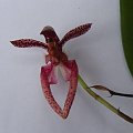 Bulbophyllum lasiochilum Parish & Rchb.f (1874)