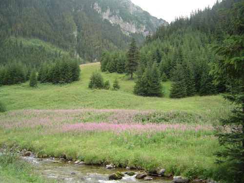 #Tatry #przyroda #łąka #góry #natura #widoki #krajobraz