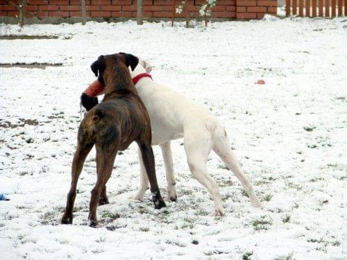 BATON & BIAŁY vel Albin