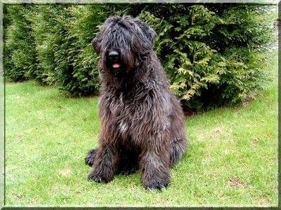 Bouvier des Flandres Bum Bum Vrctra chucho #BouvierDesFlandres