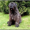 Bouvier des Flandres Bum Bum Vrctra chucho #BouvierDesFlandres