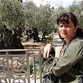 Jerozolima-2000-letnie oliwki w ogorodzie Getsemani