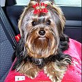 EVER 9 miesięcy #YorkshireTerrier #york #yorki