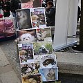 Stowarzyszenie Przyjaciół Fretek na Międzynarodowym Dniu Zwierząt na wrocławskim Rynku - 3 X 2010 #SPF #FAA #fretka #adopcje