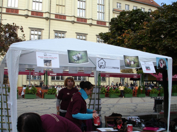 Stowarzyszenie Przyjaciół Fretek na Światowym Dniu Zwierząt na wrocławskim Rynku _ 3 X 2010 #fretka #fretki #SPF #FAA #ImprezaCharytatywna #Wrocław #Rynek