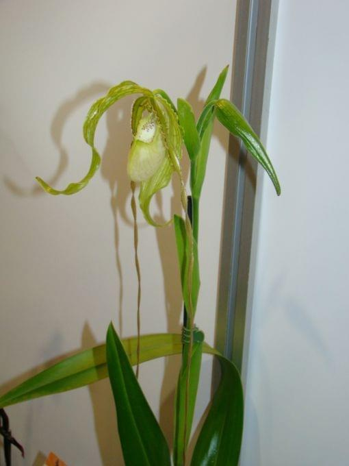 Phragmipedium