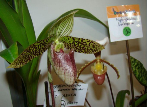 Paphiopedilum