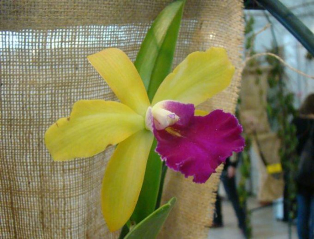 Cattleya