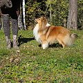 Ch.Pl. Adox Diabelskie Rozdroże.Owczarek szetlandzki,sheltie