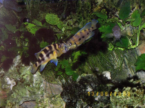 NEOLAMPROLOGUS SEXFASCIATUS #tanganika #neolamprologus