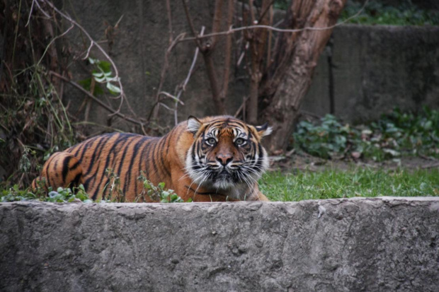 przyczajony tygrys... #kot #zwierzęta #zoo #tygrys