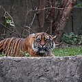 przyczajony tygrys... #kot #zwierzęta #zoo #tygrys