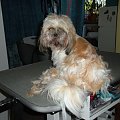 shih tzu Figa