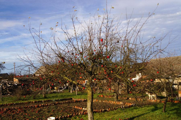 Tych owoców jesień jeszcze nie dotkneła... #jabłko #jesień #drzewo #czerwone