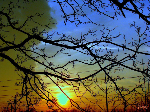 Świat jest piękny #ZachódSłońca #zachód #zachody #drzewa #niebo #grudzień #słońce