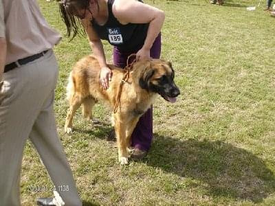 #leonberger #AptekaNatury