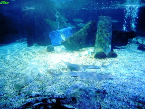 06.08.2008