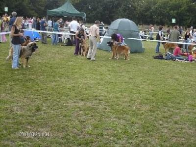 #leonberger #AptekaNatury