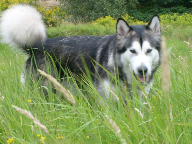 masza #AlaskanMalamute