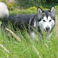 masza #AlaskanMalamute