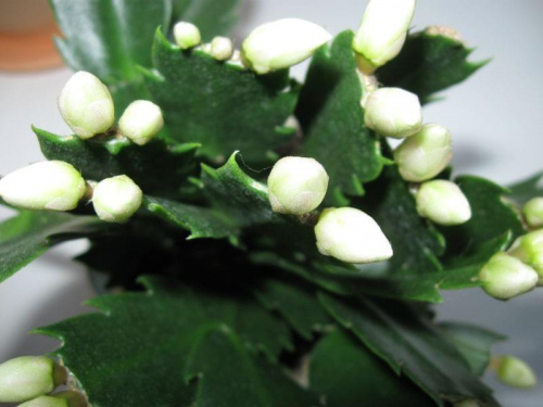 #KaktusBożonarodzeniowy #Grudnik #Zygokaktus #Schlumbergera #kwiaty #rośliny #doniczkowe