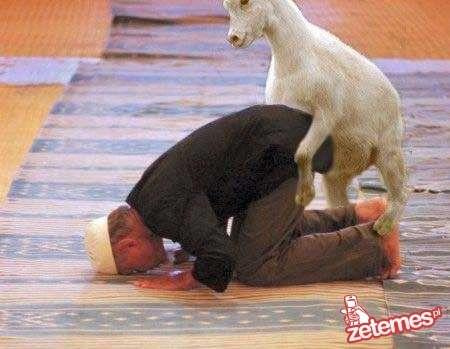 #modlitwa #koza #seks #zoofilia #zoofil #zaskoczenie