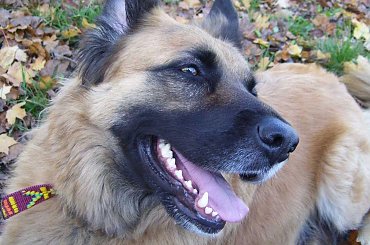 Uśmiech Sonara #Pies #sonar #uśmiech