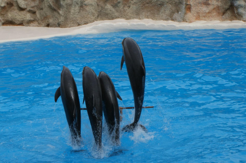 #wakacje #Teneryfa #delfiny