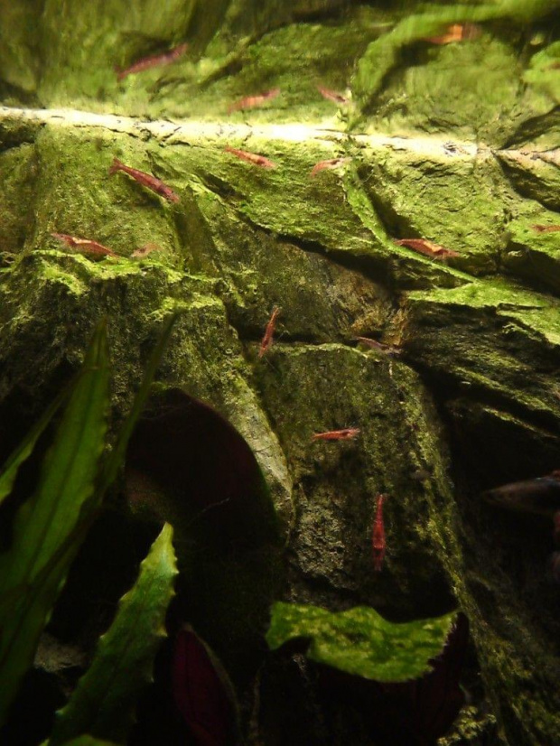 Krewetki Red Cherry -
Neocaridina heteropoda var. red
Neocaridina denticulata sinensis "Fire Red" #KrewetkiRedCherryRC