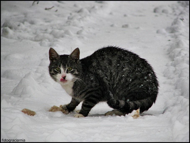 kotek Paprotek- wiecznie głodny kot sąsiada