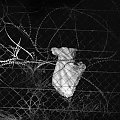 1. miejsce w kategorii ,"Ludzie i wydarzenia - zdjęcie pojedyncze''; fragment sukienki dziewczynki w ogrodzeniu na granicy Egipt-Izrael #WorldPressPhoto