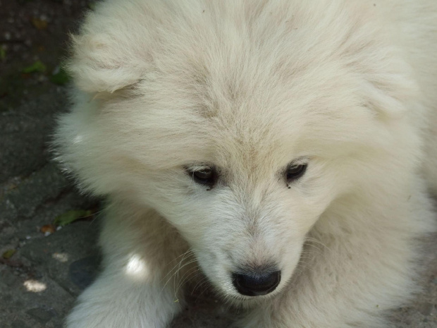 #samoyed