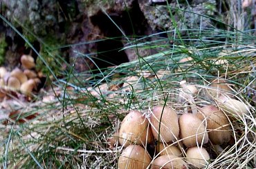 #las #grzyb #przyroda #natura #sorux #makro