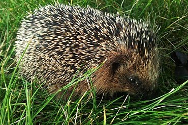 #jeż #zwierzęta #przyroda #natura #sorux #kolce