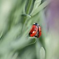 Biedroneczki są w kropeczki #MAKRO #przyroda #Owady #Łąka