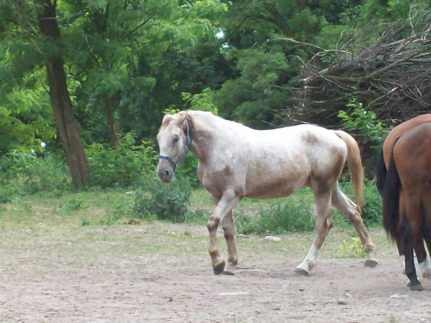 Moja peliska