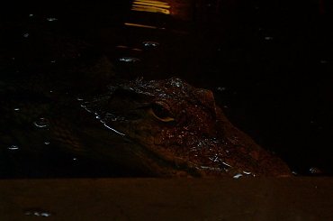 gdy zgasną światła...nie wiesz co cię czeka :D #aligator #oczy