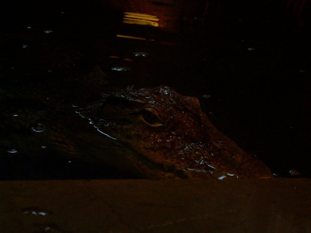 gdy zgasną światła...nie wiesz co cię czeka :D #aligator #oczy