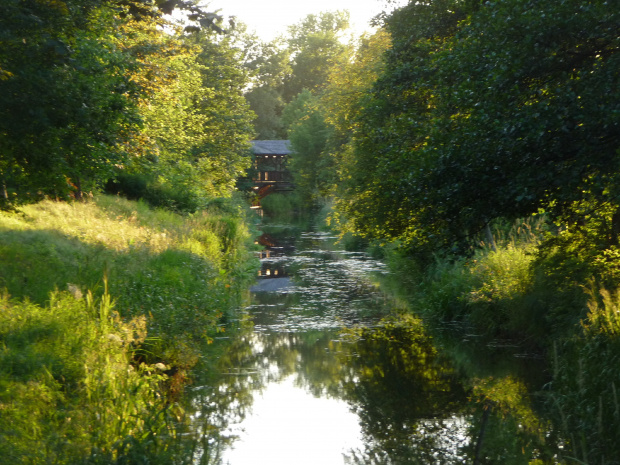 Białowieża