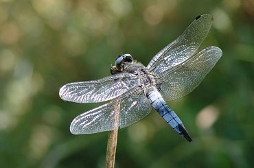 #ważka #ważki #insekty #owady