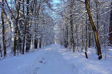 Rudy,zima,park #Rudy #zima #park