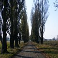 #aleja #topole #drzewa #droga #park #lubartów