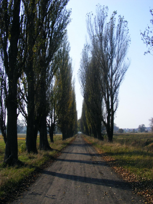 #aleja #topole #drzewa #droga #park #lubartów