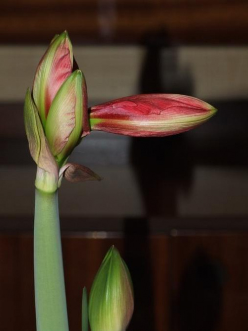 odmiana 'Double Dragon' - 22 stycznia 2009 #amarylis #DoubleDragon #Hippeastrum #hydroponika