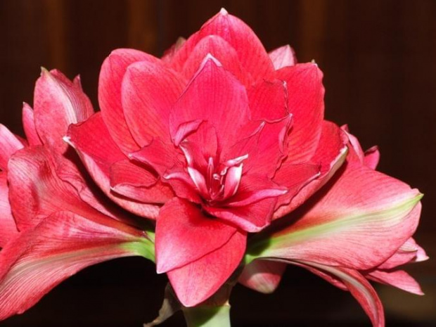 odmiana 'Double Dragon' - budowa kwiatu pełnego #amarylis #DoubleDragon #Hippeastrum